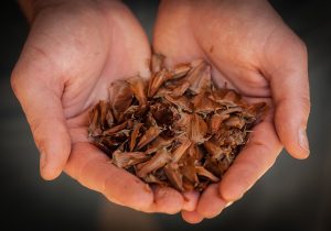 Manufacturing plywood from sustainably managed forests using araucaria seeds