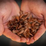 Manufacturing plywood from sustainably managed forests using araucaria seeds
