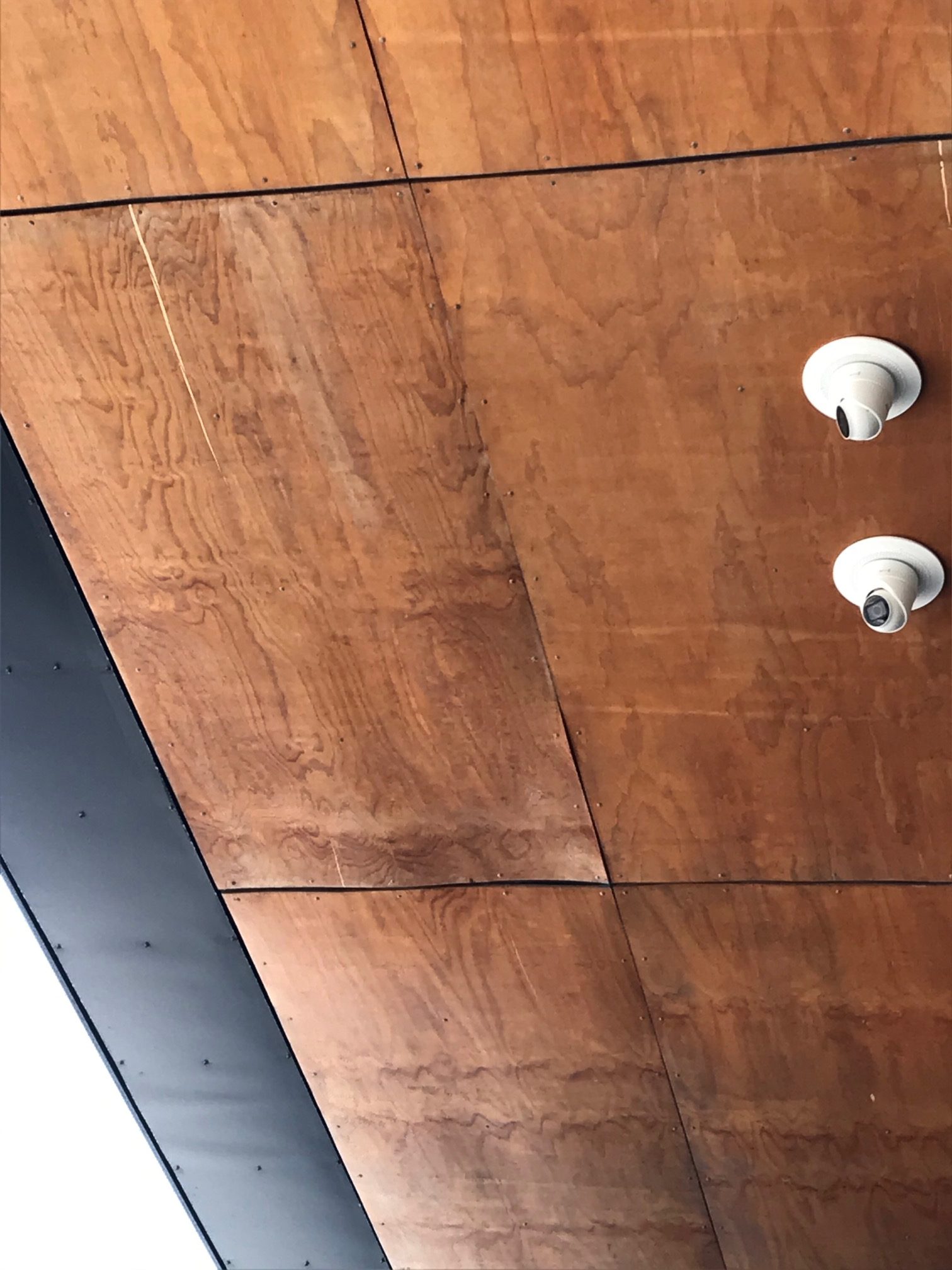Coated plywood without a mould inhibitor